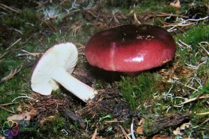 russula paludosa (1000 x 667).jpg_product_product_product