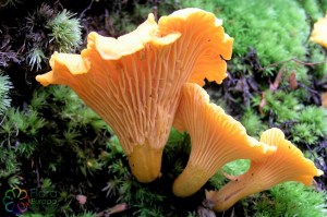 Cantharellus cibarius (2) (1200 x 800).jpg_product_product_product_product_product