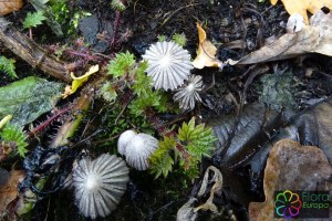 Coprinopsis_patouillardii