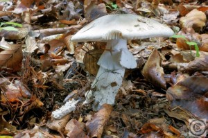 amanita strobiliformis (1000 x 667).jpg_product