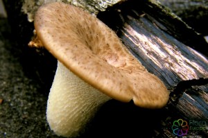 polyporus tuberaster (1) (1200 x 800).jpg_product_product_product_product