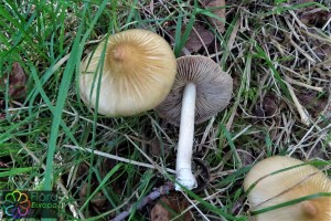 Inocybe_rimosa