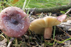 Jodoformrussula6