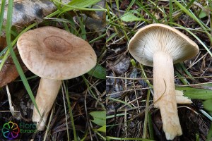 Lactarius camphoratus bewerkt.jpg_product