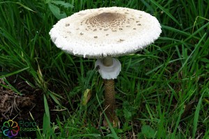 macrolepiota procera  (2) (1000 x 750).jpg_product_product_product_product_product_product_product_product_product_product_pro