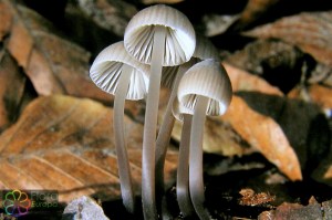 Melksteelmycena