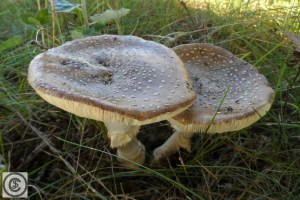 Amanita pantherina.jpg_product_product_product