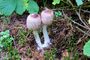 Parelhoenchampignon