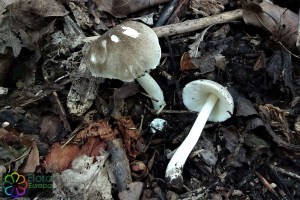 Pluteus_ephebeus