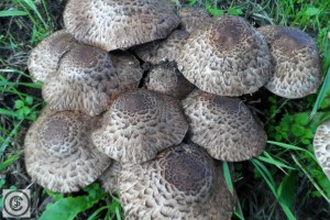 Spoelvoetchampignon_SAM_5536