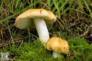 Russula_foetens (3).jpg_product_product