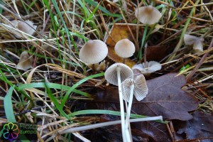 mycena_clavicularis