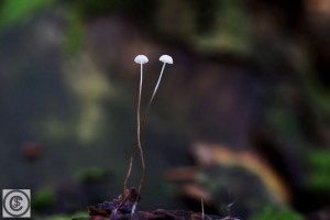 mycena_polyadelfpha