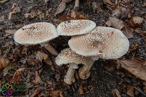 amanita rubescens (1000 x 666).jpg_product_product_product_product_product_product_product_product