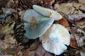 russula_parazurea